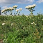 Tè di achillea: effetti benefici miracolosi per la salute