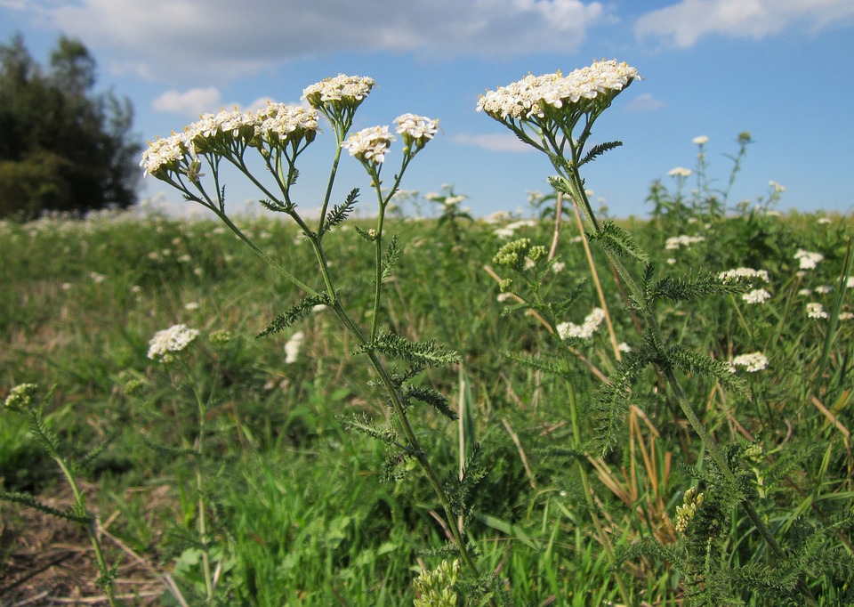 Tè di achillea: effetti benefici miracolosi per la salute