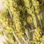 Tè di montagna: rimedio curativo della flora selvatica di Grecia e Balcani