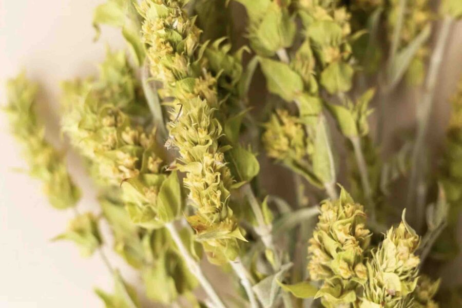 Tè di montagna: rimedio curativo della flora selvatica di Grecia e Balcani