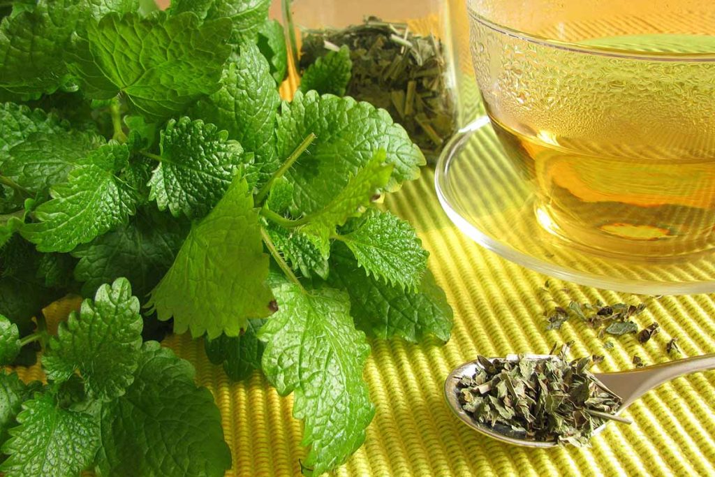 Tè di roinita molto buono per stress, ansia, disintossicazione, sistema immunitario e molto altro