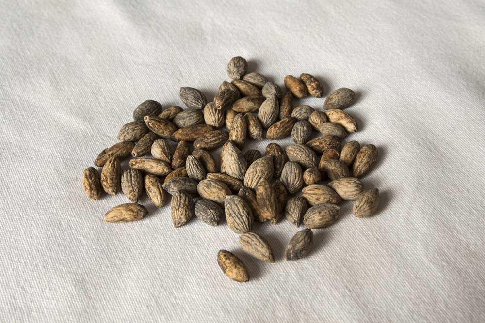 Tè di semi di oliva miracoloso per il diabete, regola il colesterolo, la glicemia e i trigliceridi