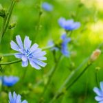 Rimedio semplice per la digestione lenta a base di cicoria