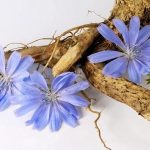 I ricercatori riportano in primo piano la cicoria: benefici per il pancreas e il fegato grasso
