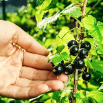 STUDIO. Le bacche di ribes nero allontanano rapidamente la stanchezza mentale