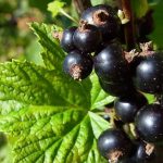 Ribes: frutti piccoli con grandi benefici, scopri a cosa servono + ricetta inedita