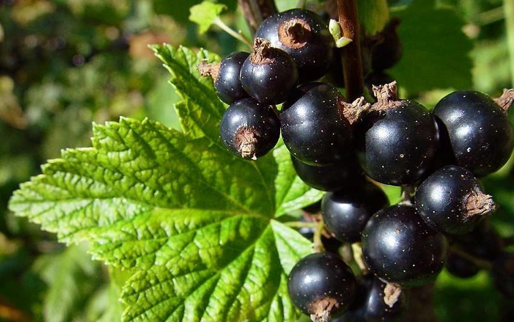 Ribes: frutti piccoli con grandi benefici, scopri a cosa servono + ricetta inedita