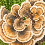 Reishi: il fungo medicinale che combatte le malattie e stimola l’immunità