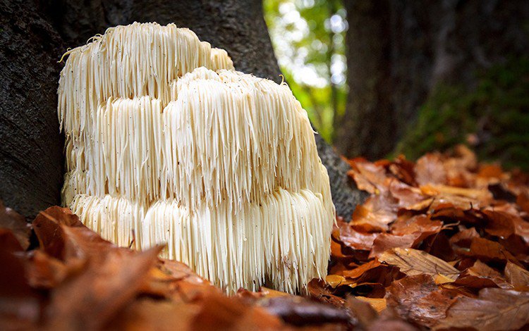 Funghi Lion’s Mane: benefici principali per il cervello, il cuore, l’immunità e non solo