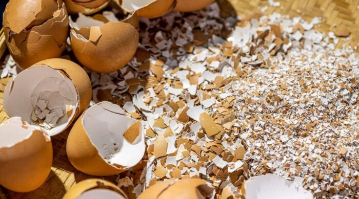 Le bucce d’uovo con aceto: ricetta antica per calcio naturale e ossa forti