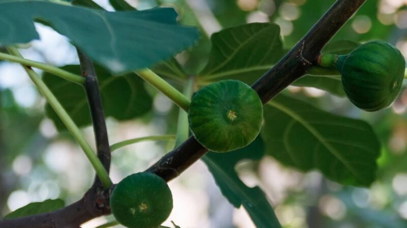 Le foglie di fico: il rimedio verde che regola la glicemia e guarisce la pelle in profondità