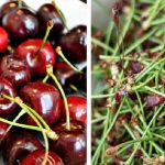 Il tè di gambi di ciliegia: il rimedio naturale per la ritenzione idrica (consumo e controindicazioni)