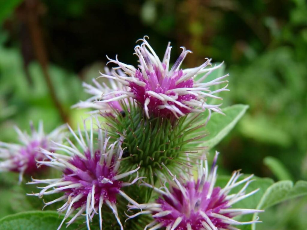 Crema di foglie di bardana: elisir naturale per la pelle, articolazioni e disintossicazione cutanea