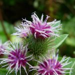 Crema di foglie di bardana: elisir naturale per la pelle, articolazioni e disintossicazione cutanea