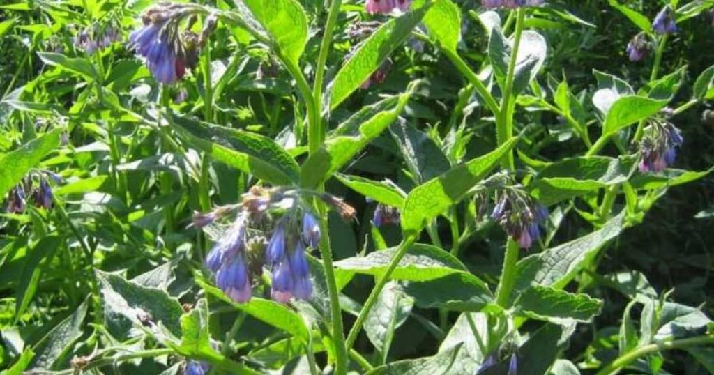 Crema con tataruga e propoli per dolori al ginocchio