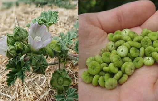 Creta ovunque, ma è poco utilizzata: un vero salvatore, se sai come usarla