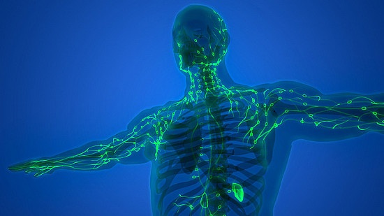 Detossificazione della linfa con piante amare: come farlo correttamente