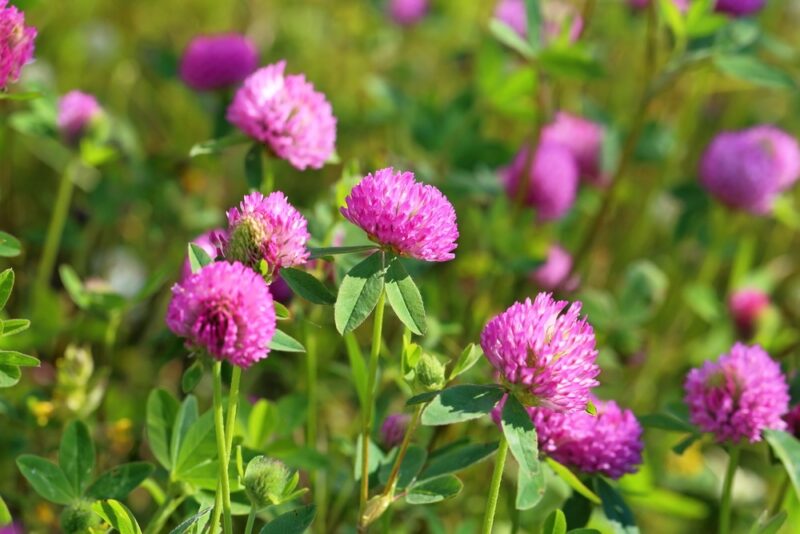 Il rimedio con fiori di trifoglio rosso per l’equilibrio ormonale: il fiore che armonizza l’organismo femminile