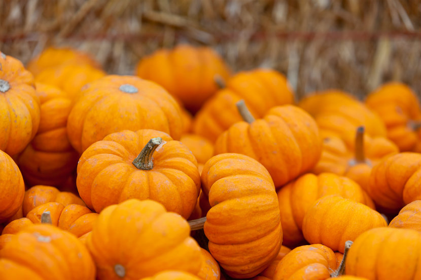 La zucca è molto apprezzata sia per il suo sapore specifico che per i suoi importanti benefici per la salute, ed è una vera e propria star dell’autunno.