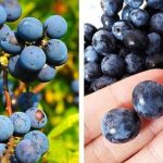 Prunus spinosa, un potente disinfettante ricette