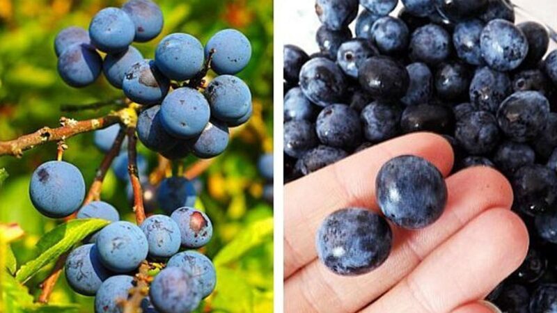 Prunus spinosa, un potente disinfettante ricette