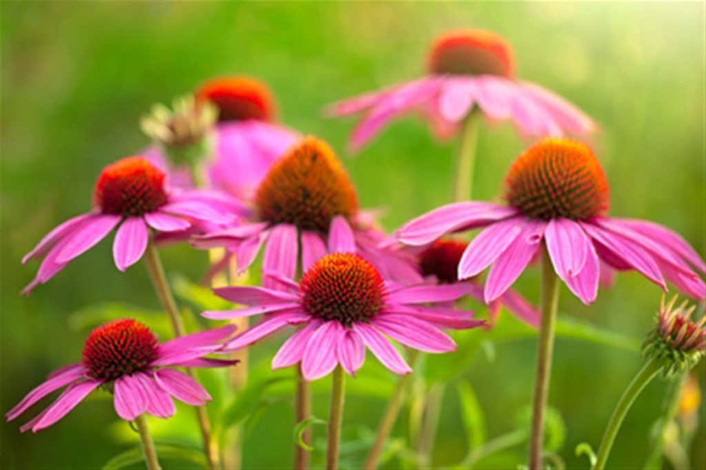 L’echinacea è una pianta particolarmente benefica, utilizzata con grande successo nella medicina naturale da centinaia di anni