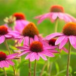 L’echinacea è una pianta particolarmente benefica, utilizzata con grande successo nella medicina naturale da centinaia di anni