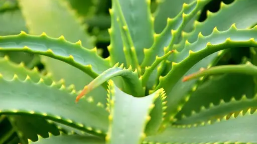 Aloe vera: pianta vindecătoare și cum o deosebiți de speciile toxice