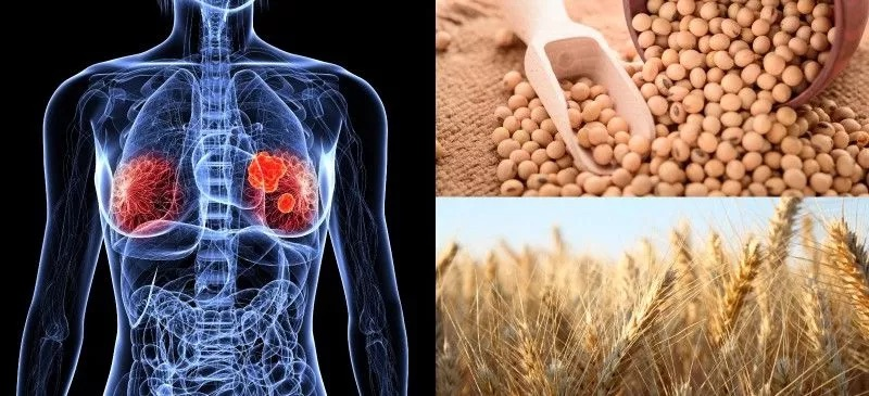 Alimenti da evitare con alto contenuto di estrogeni e come influenzano la salute