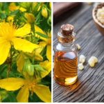 Olio di iperico e incenso: ricetta monastica per massaggio e guarigione