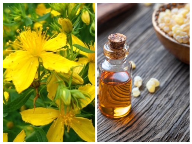Olio di iperico e incenso: ricetta monastica per massaggio e guarigione