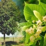 Macerato a freddo di fiori di tiglio (ricetta) per un profondo rilassamento e sonnolenza diurna
