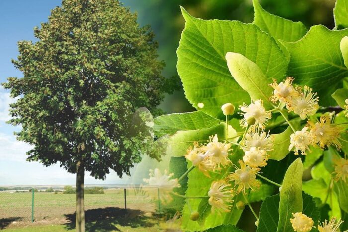 Macerato a freddo di fiori di tiglio (ricetta) per un profondo rilassamento e sonnolenza diurna