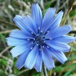 Il fiore di cicoria: la pianta che illumina i campi e guarisce il corpo
