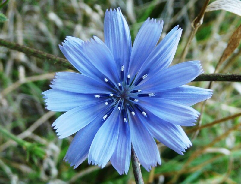 Il fiore di cicoria: la pianta che illumina i campi e guarisce il corpo