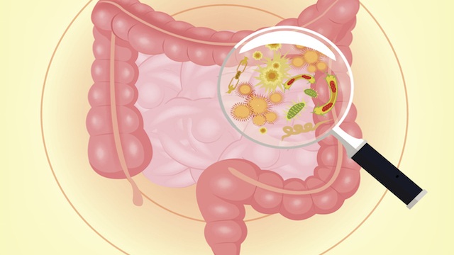 I batteri intestinali: i guardiani della nostra salute
