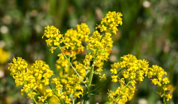 Il rimedio con le sanzi (Galium verum) che equilibra la tiroide e il sistema linfatico, testato e supportato dalla scienza