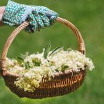 CURA con FIORI di Sambuco per DETOSSIFICAZIONE e DIMAGRIMENTO