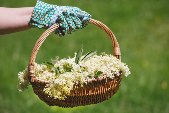 CURA con FIORI di Sambuco per DETOSSIFICAZIONE e DIMAGRIMENTO