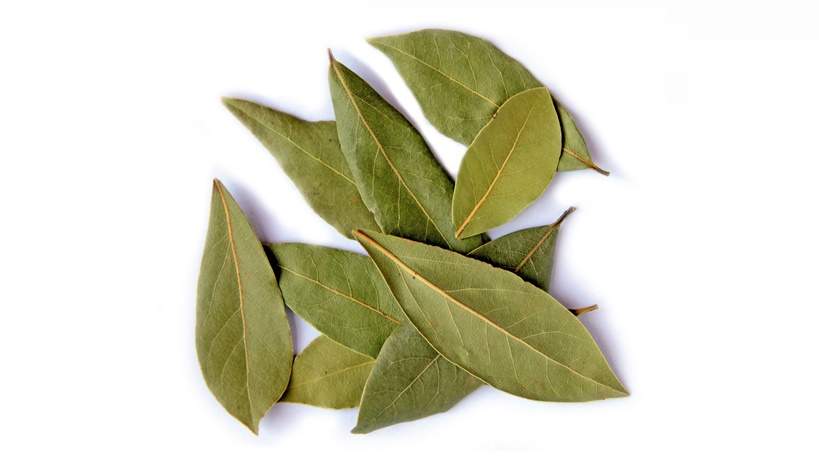 Le foglie di alloro hanno un aroma particolare e sono piene di benefici per la salute