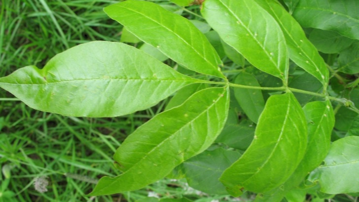 Le foglie di frassino (Fraxinus excelsior) un detoxificante naturale per articolazioni, reni e sangue