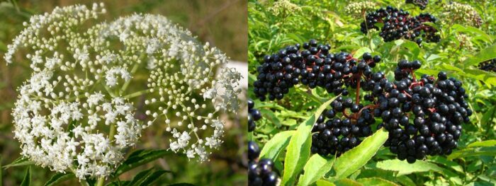 I FIORI E I FRUTTI DEL Sambuco: il loro POTERE MEDICINALE spiegato dal Dr. C-tin Prvu