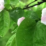 Tè di foglie di cotogno: un calmante naturale per stomaco e mente