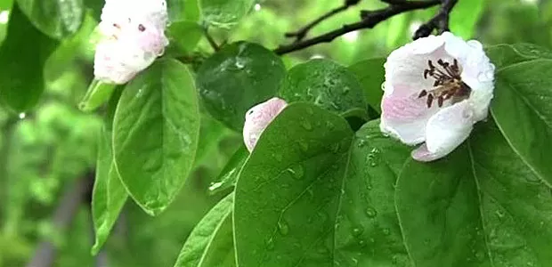 Tè di foglie di cotogno: un calmante naturale per stomaco e mente