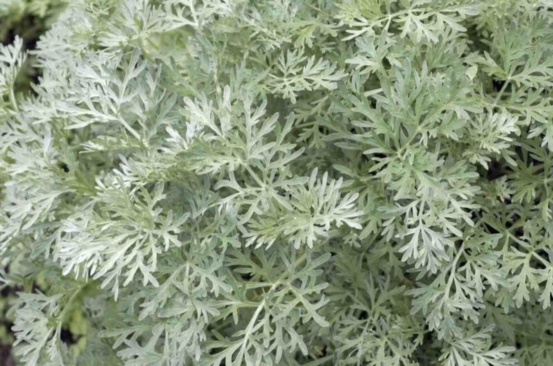 La foglia di assenzio sotto il cuscino: cosa succede se la provi per 3 notti di seguito