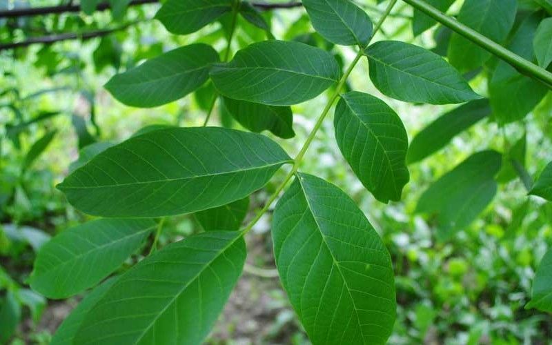 I benefici delle foglie di noce: come consumarle e quali sono le controindicazioni