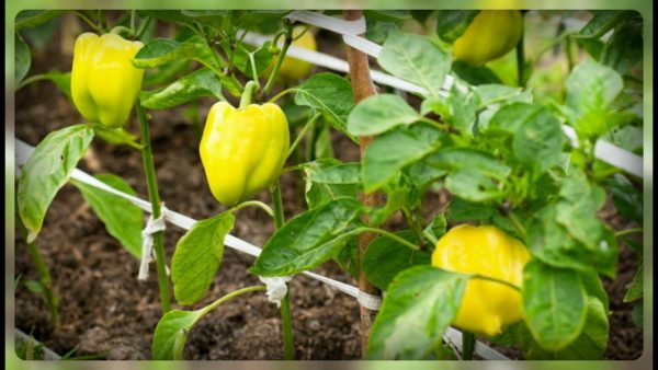 Foglie gialle sui peperoni: perché ingialliscono e cosa dobbiamo evitare