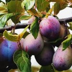 Hai provato il tè di foglie di prugno? Rimarrai sorpreso dai suoi benefici