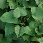 Foglie di patata dolce: benefici importanti per la salute