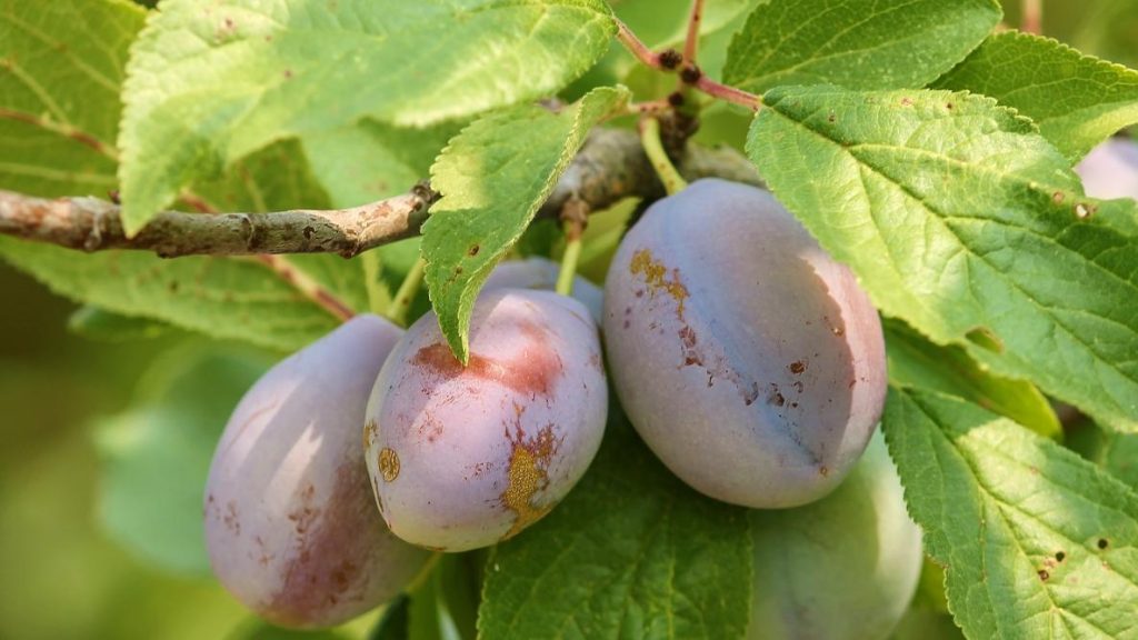 Le foglie di prugno trattano la tromboflebite, le emorroidi, il reumatismo, l’anemia, l’astenia, eliminano i coaguli dai vasi sanguigni (ricetta)
